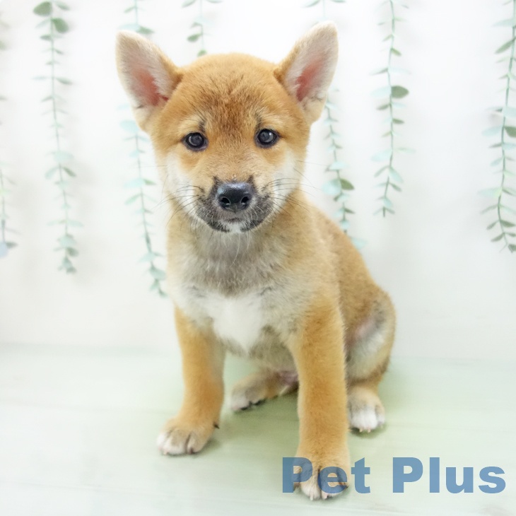 愛知県の柴犬(標準サイズ) (ペットプラスイオンモール豊川店/2025年5月17日生まれ/男の子/赤)の子犬の2枚目の画像