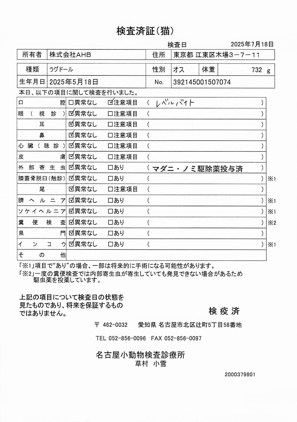 ラグドール