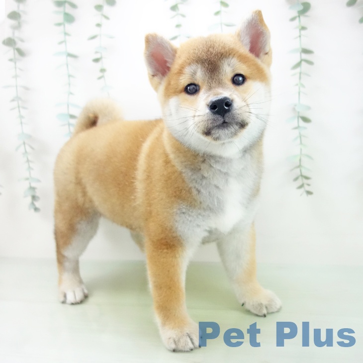 岐阜県の柴犬(標準サイズ) (ペットプラス各務原店/2025年5月20日生まれ/男の子/赤)の子犬の1枚目の画像
