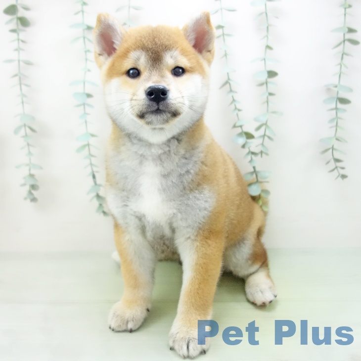 岐阜県の柴犬(標準サイズ) (ペットプラス各務原店/2025年5月20日生まれ/男の子/赤)の子犬の2枚目の画像