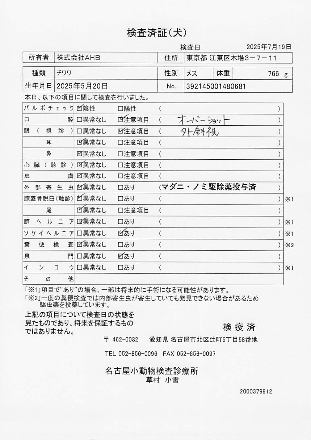チワワ