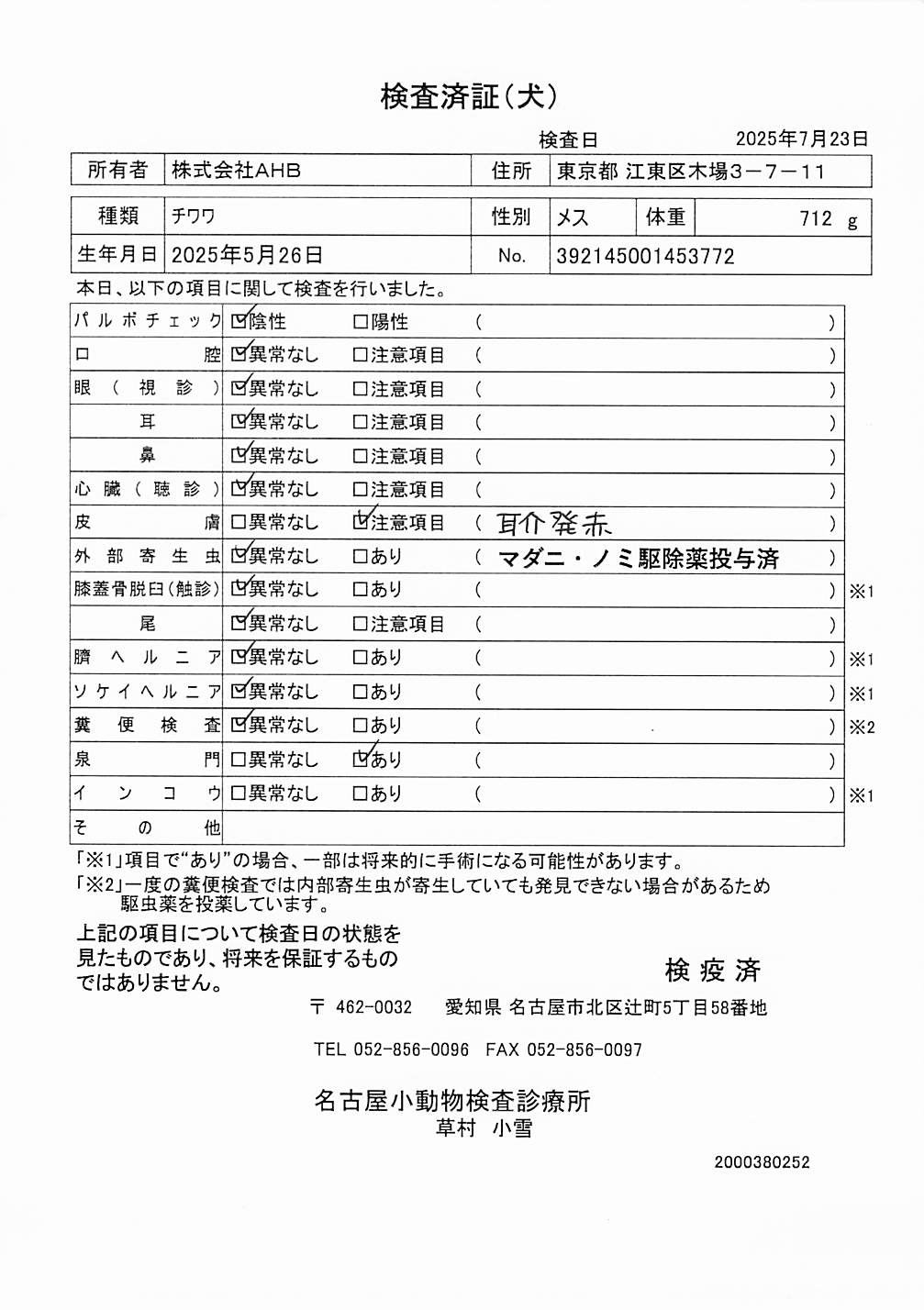 チワワ