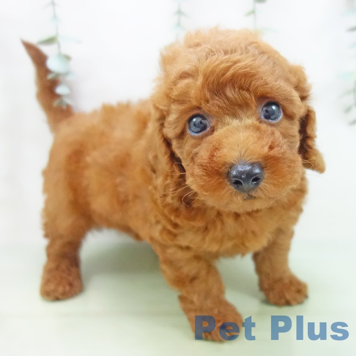 三重県のトイプードル(トイ) (ペットプラス桑名店/2025年5月28日生まれ/男の子/レッド)の子犬の1枚目の画像