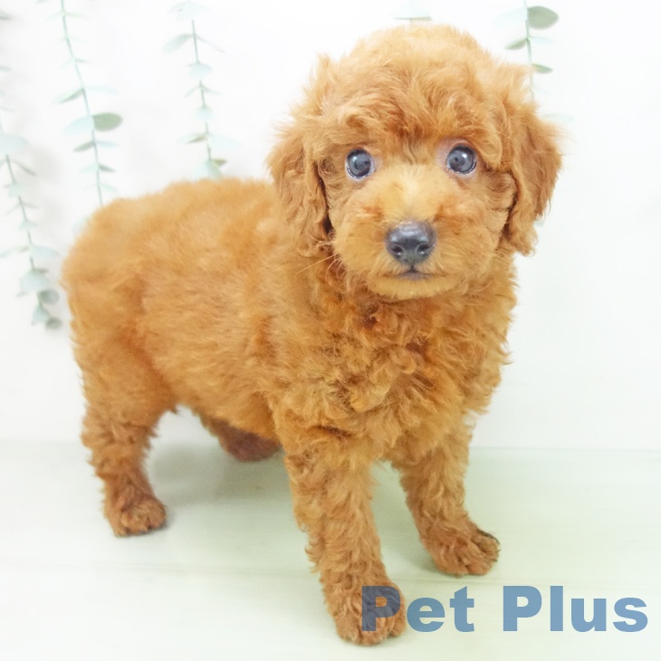 石川県のトイプードル(トイ) (ペットプラスかほく店/2025年5月28日生まれ/男の子/レッド)の子犬の1枚目の画像