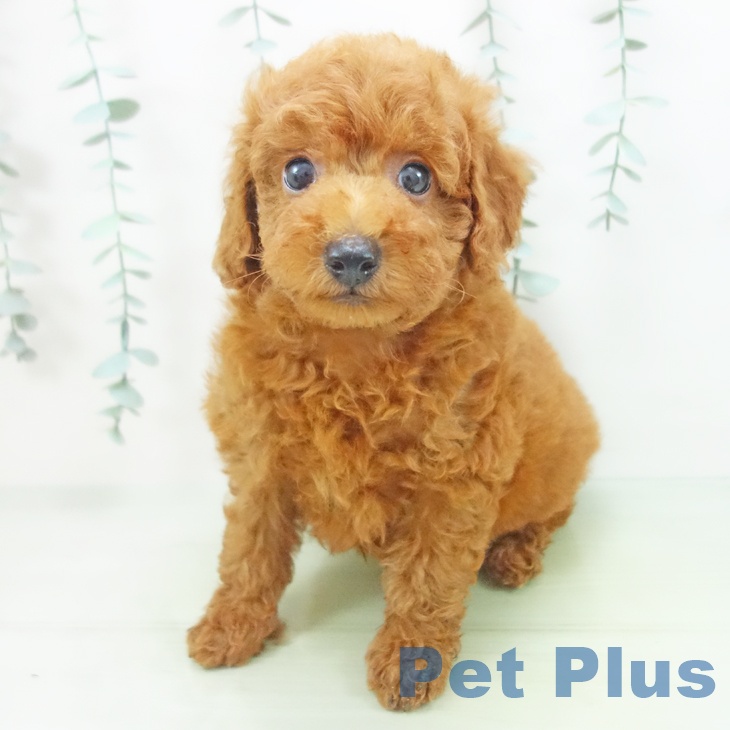 石川県のトイプードル(トイ) (ペットプラスかほく店/2025年5月28日生まれ/男の子/レッド)の子犬の2枚目の画像