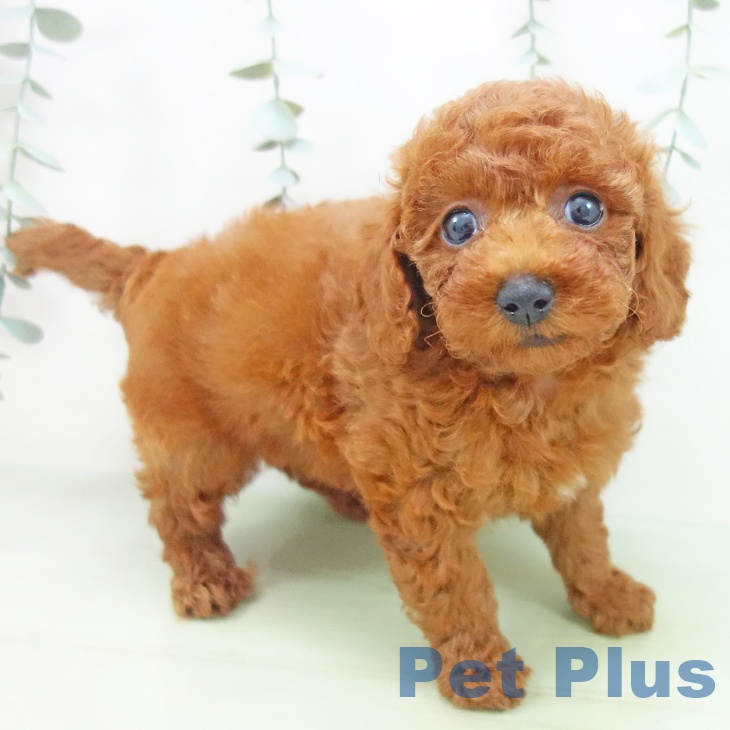 愛知県のトイプードル(トイ) (ペットプラス東浦店/2025年5月28日生まれ/男の子/レッド)の子犬の2枚目の画像
