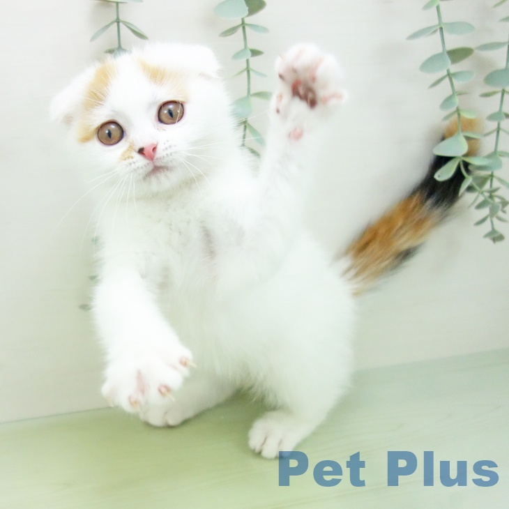 スコティッシュフォールドの写真2