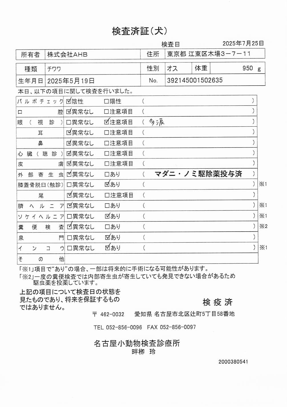 チワワ