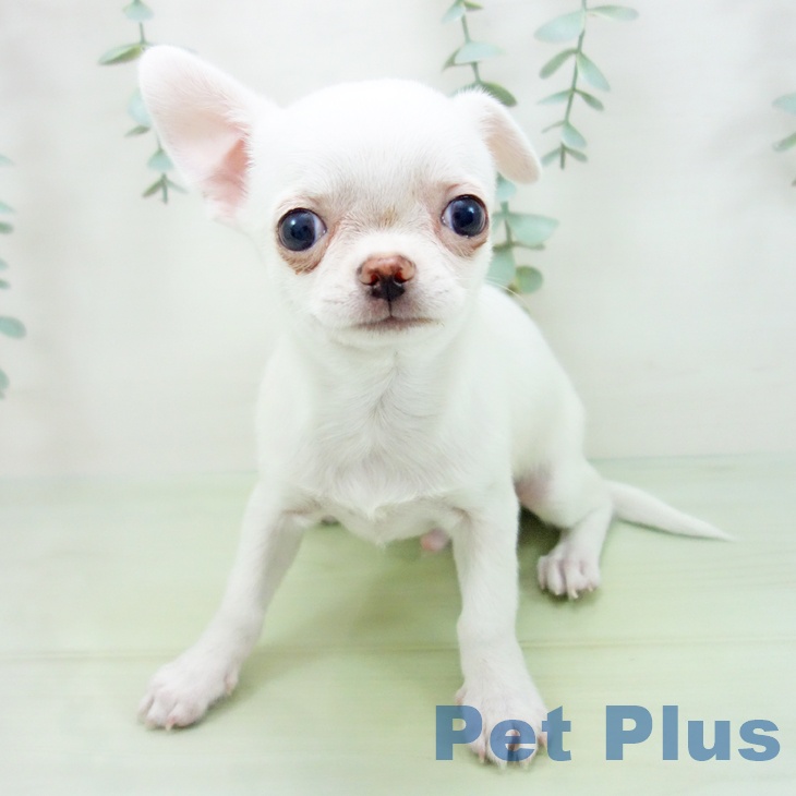 福井県のチワワ(ロング) (ペットプラス福井店/2025年5月23日生まれ/男の子/クリーム)の子犬
