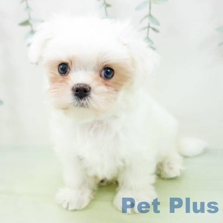 福井県のマルチーズ (ペットプラス福井店/2025年5月29日生まれ/男の子/ホワイト)の子犬