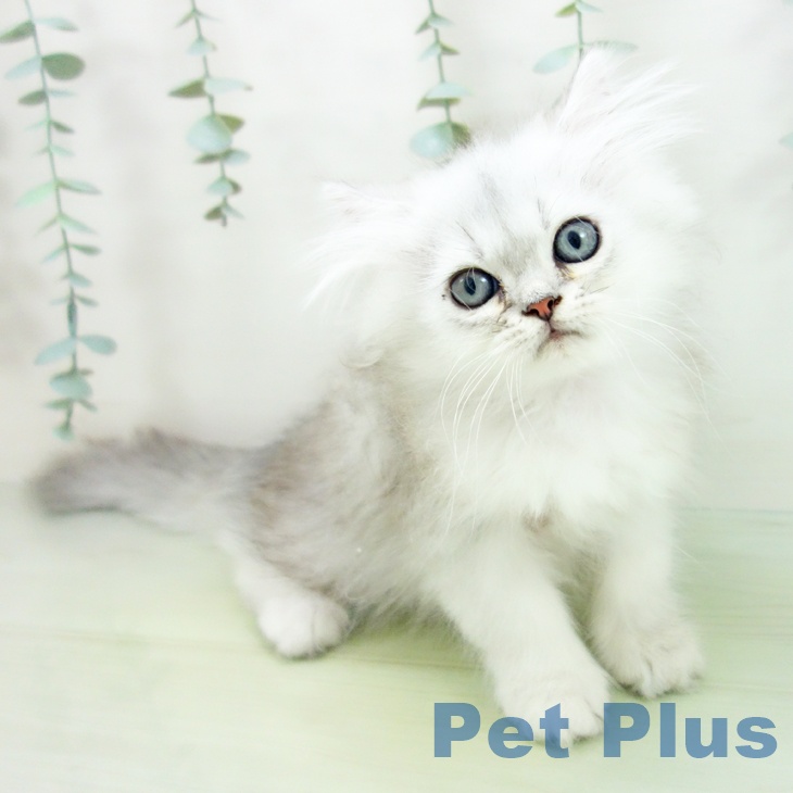 ペルシャの写真2