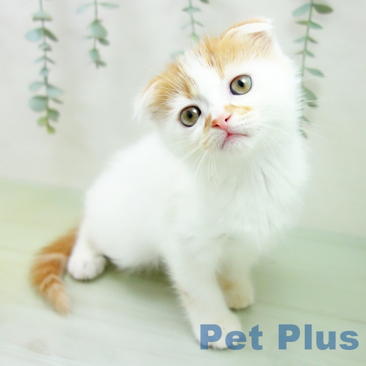 スコティッシュフォールドの写真2
