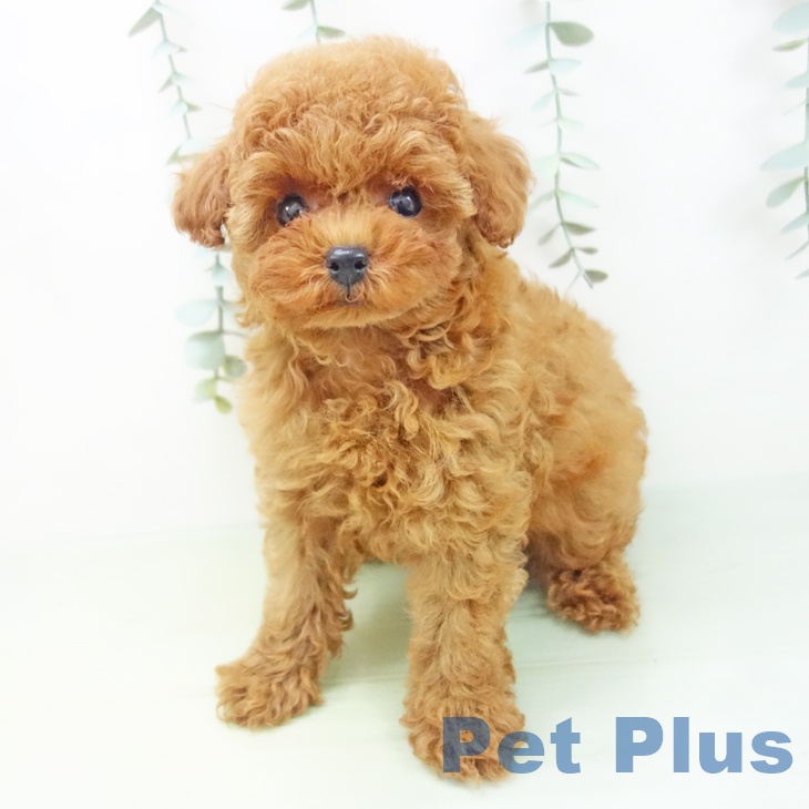 岐阜県のトイプードル(トイ) (ペットプラス各務原店/2025年5月30日生まれ/男の子/レッド)の子犬の2枚目の画像