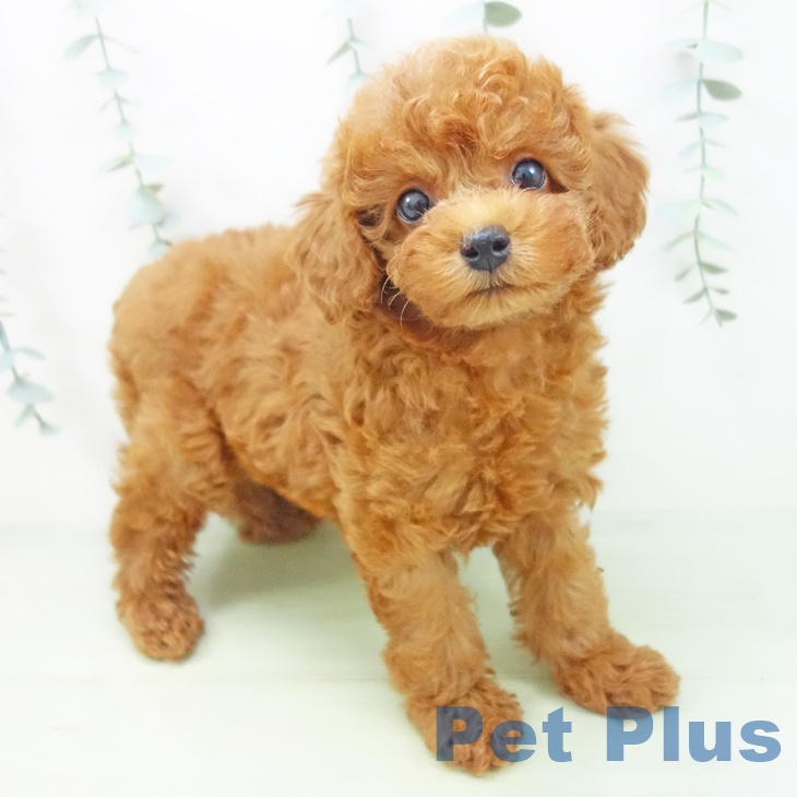 福井県のトイプードル(トイ) (ペットプラス福井店/2025年6月1日生まれ/女の子/レッド)の子犬