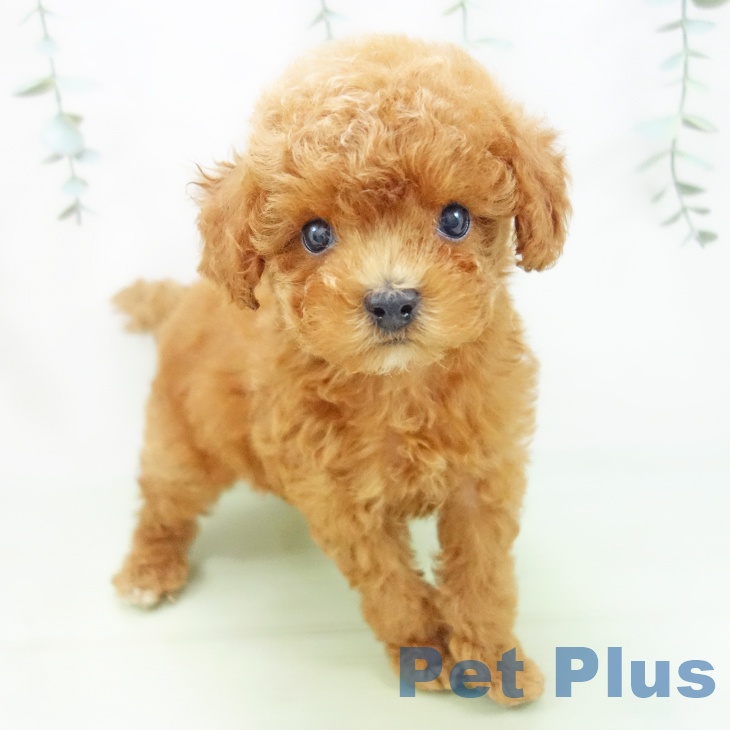 愛知県のトイプードル(トイ) (ペットプラス岡崎店/2025年5月25日生まれ/男の子/レッド)の子犬の1枚目の画像
