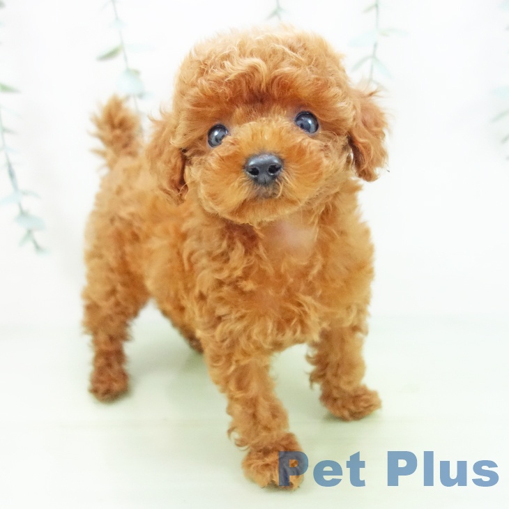 岐阜県のトイプードル(トイ) (ペットプラス各務原店/2025年5月25日生まれ/男の子/レッド)の子犬の1枚目の画像