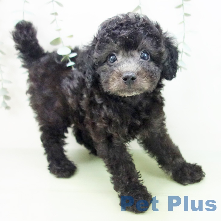 福井県のトイプードル(トイ) (ペットプラス福井店/2025年5月30日生まれ/男の子/シルバー)の子犬