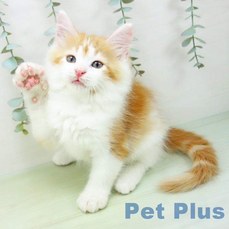 ノルウェージャンフォレストキャットの写真2