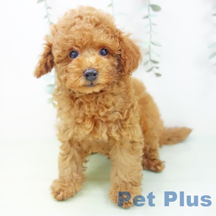 富山県のトイプードル(トイ) (ペットプラス高岡店/2025年6月8日生まれ/男の子/レッド)の子犬の2枚目の画像