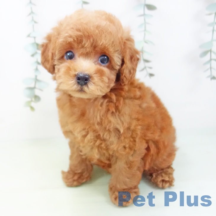 愛知県のトイプードル(トイ) (ペットプラス豊田店/2025年6月11日生まれ/男の子/レッド)の子犬の1枚目の画像