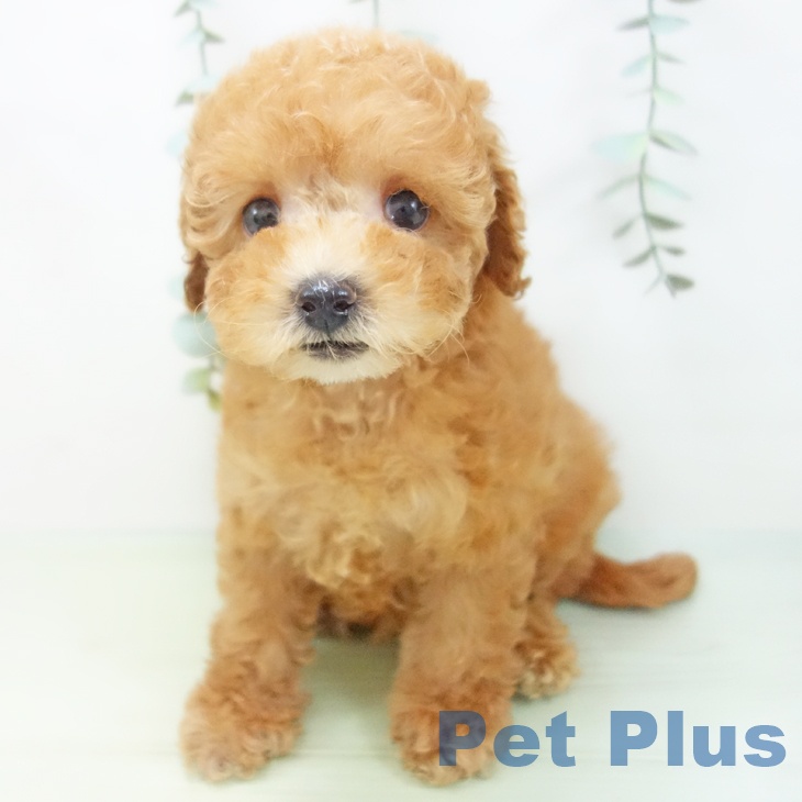 福井県のトイプードル(トイ) (ペットプラス福井店/2025年6月11日生まれ/女の子/レッド)の子犬の2枚目の画像