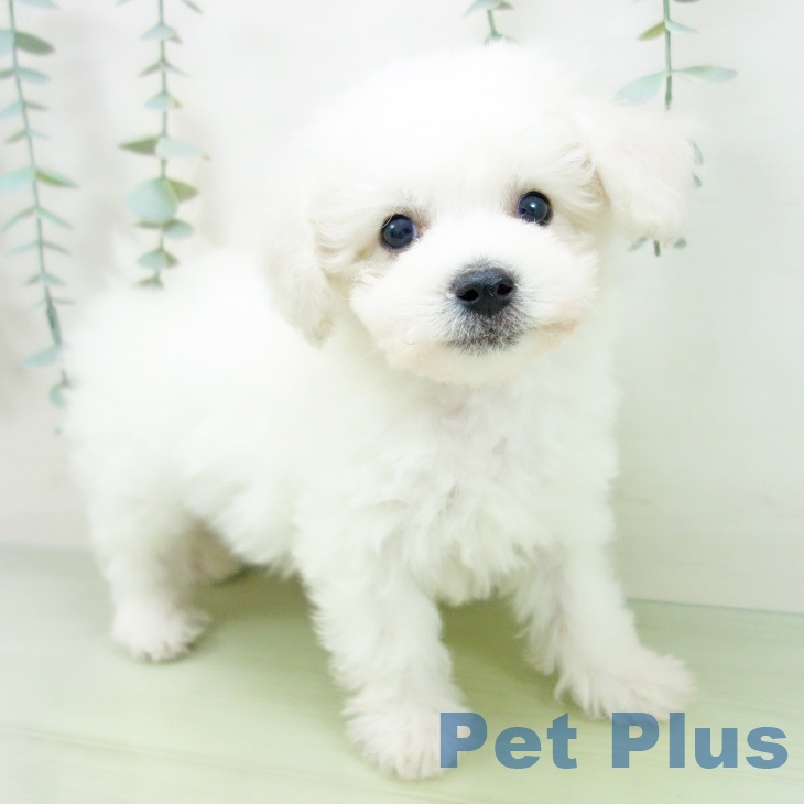 岐阜県のビションフリーゼ (ペットプラス光ケ丘店/2025年6月13日生まれ/男の子/ホワイト)の子犬