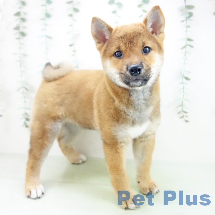 富山県の柴犬(標準サイズ) (ペットプラス高岡店/2025年6月10日生まれ/女の子/赤)の子犬の1枚目の画像