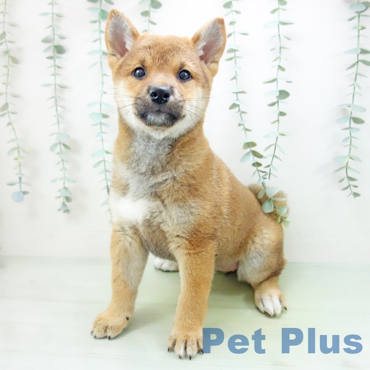 富山県の柴犬(標準サイズ) (ペットプラス高岡店/2025年6月10日生まれ/女の子/赤)の子犬の2枚目の画像