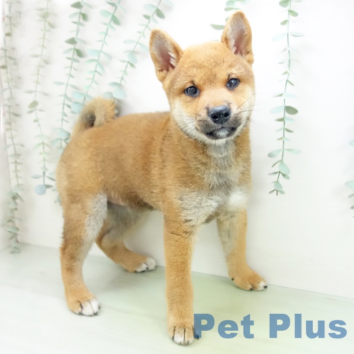 愛知県の柴犬(標準サイズ) (ペットプラスmozoワンダーシティ店/2025年6月10日生まれ/女の子/赤)の子犬
