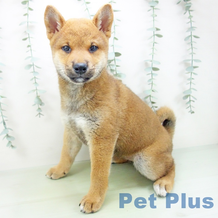 愛知県の柴犬(標準サイズ) (ペットプラスmozoワンダーシティ店/2025年6月10日生まれ/女の子/赤)の子犬の2枚目の画像
