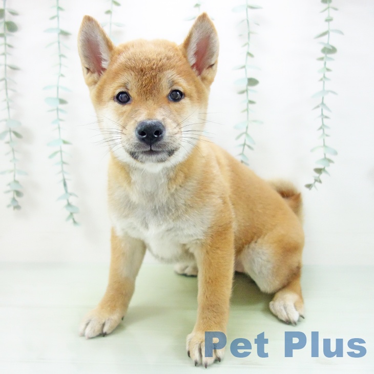 岐阜県の柴犬(標準サイズ) (ペットプラス各務原店/2025年6月12日生まれ/女の子/赤)の子犬の1枚目の画像