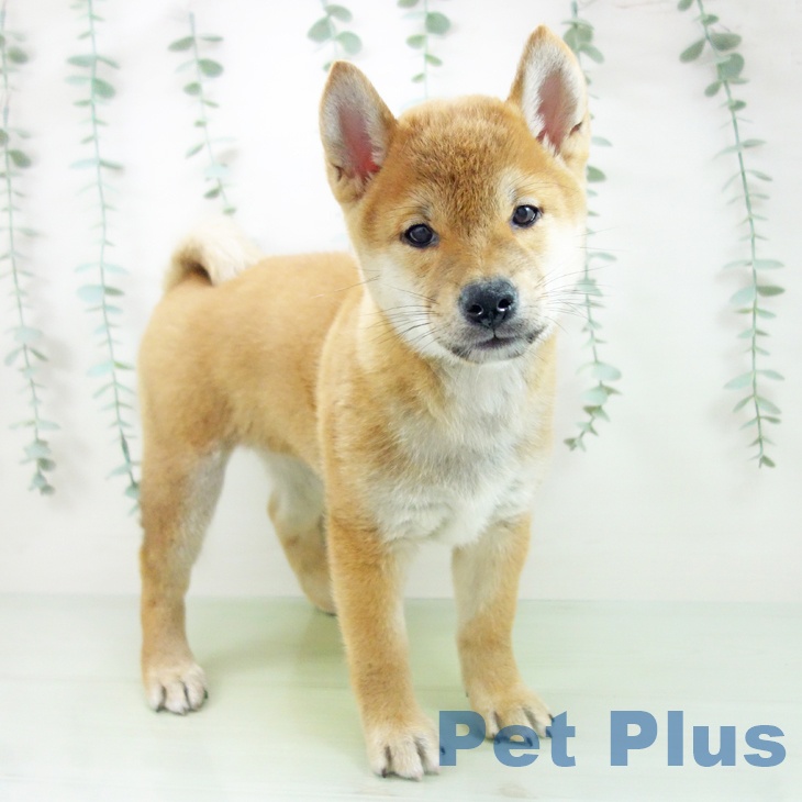 岐阜県の柴犬(標準サイズ) (ペットプラス各務原店/2025年6月12日生まれ/女の子/赤)の子犬の2枚目の画像