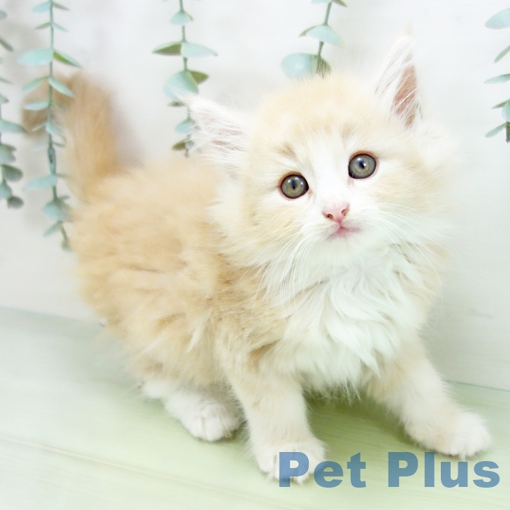 ノルウェージャンフォレストキャット