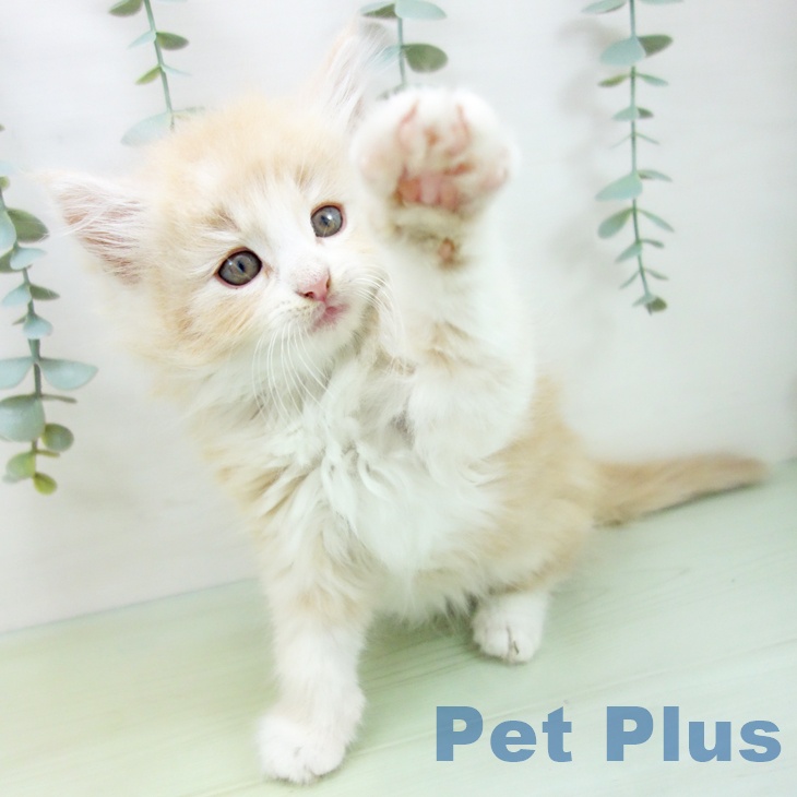 ノルウェージャンフォレストキャットの写真2