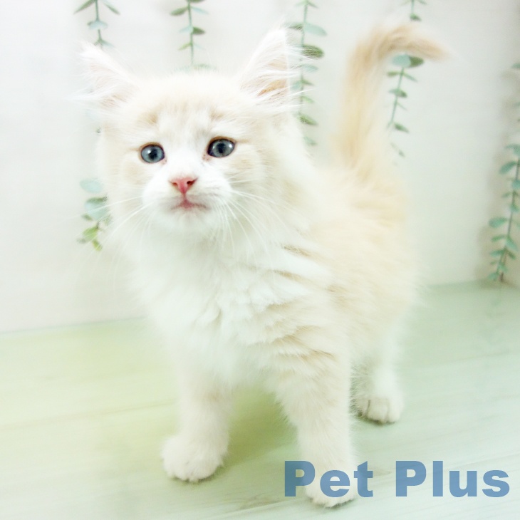 ノルウェージャンフォレストキャットの写真2
