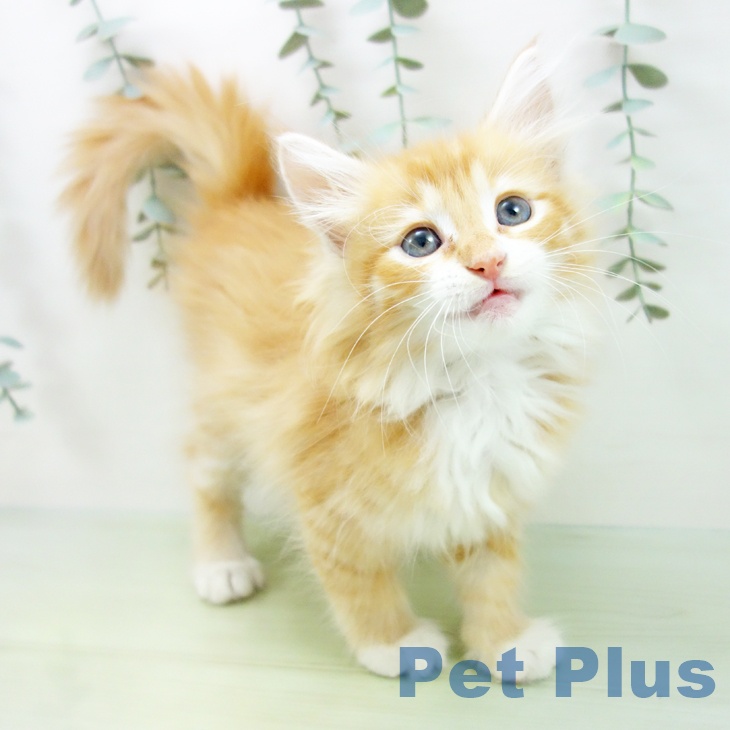 ノルウェージャンフォレストキャット