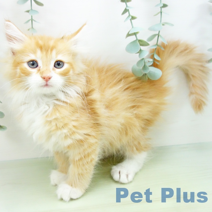 ノルウェージャンフォレストキャットの写真2
