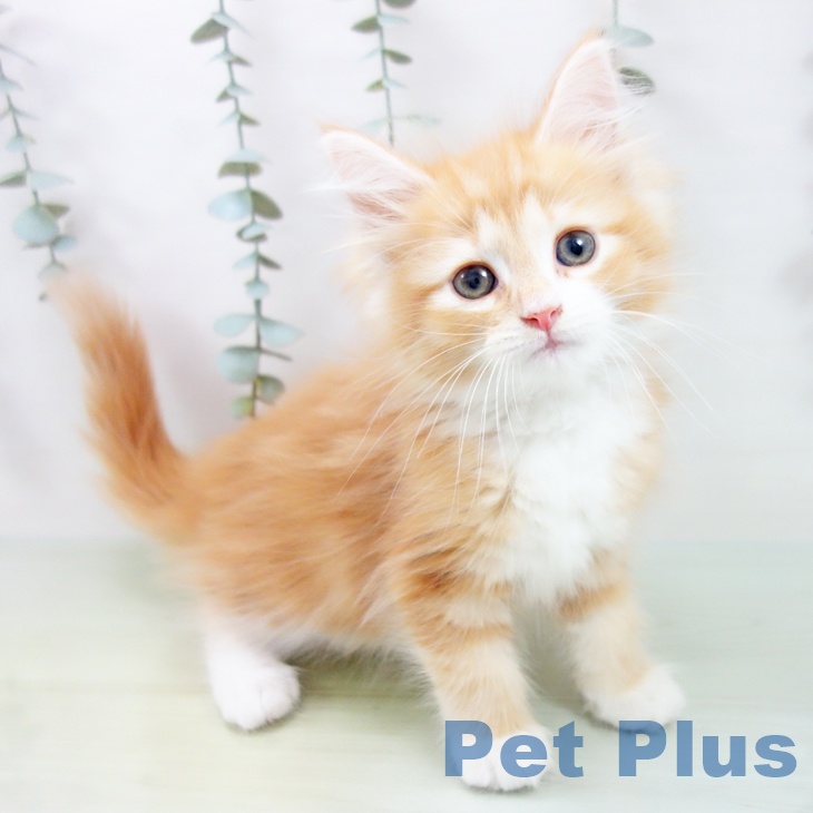 ノルウェージャンフォレストキャット
