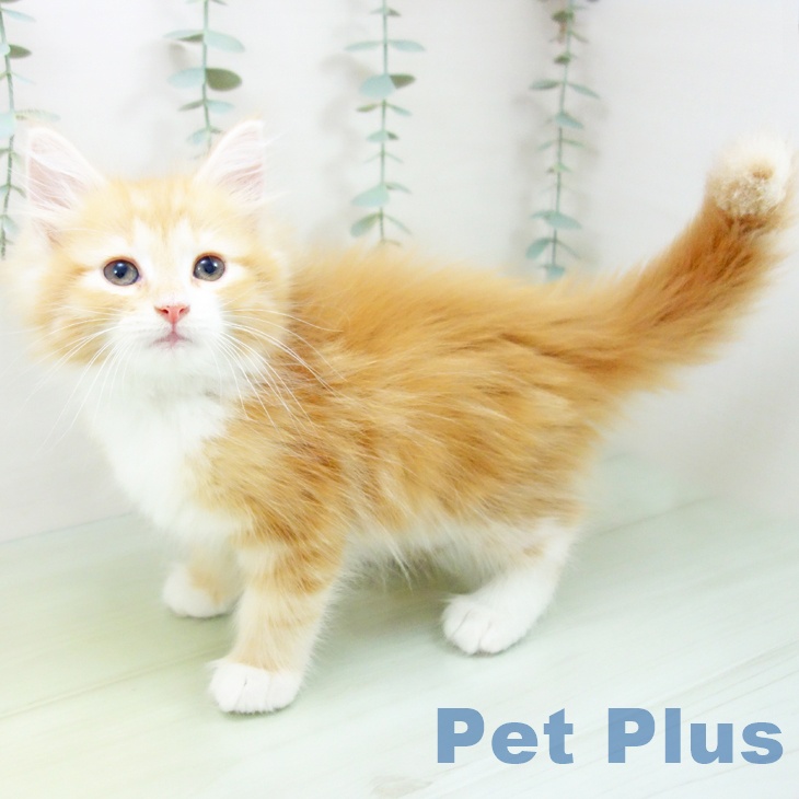 ノルウェージャンフォレストキャットの写真2
