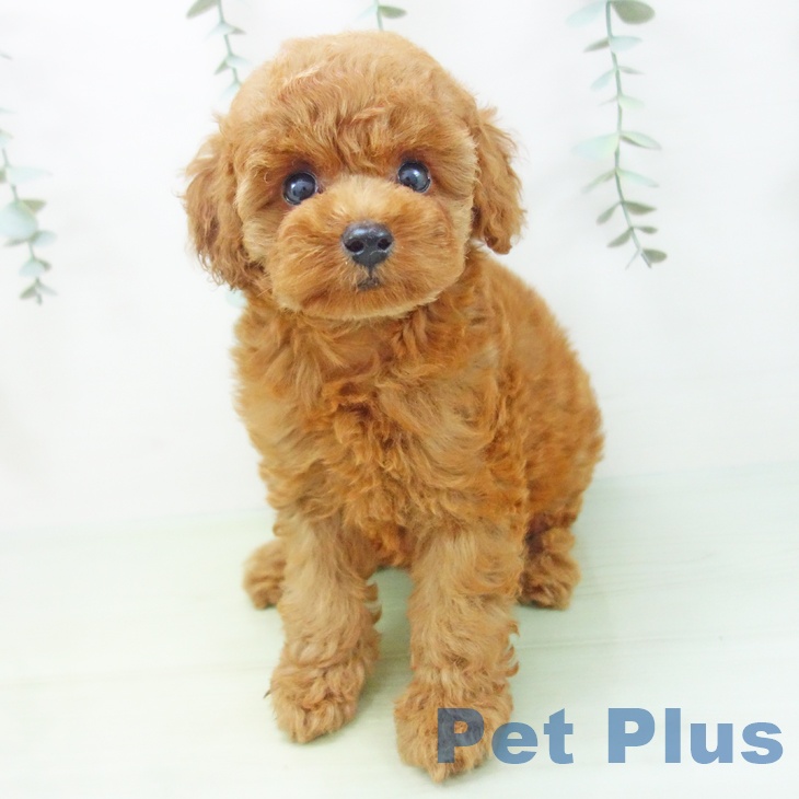 岐阜県のトイプードル(トイ) (ペットプラス各務原店/2025年6月17日生まれ/女の子/レッド)の子犬の2枚目の画像