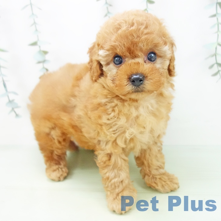 岐阜県のトイプードル(トイ) (ペットプラス光ケ丘店/2025年6月18日生まれ/女の子/レッド)の子犬