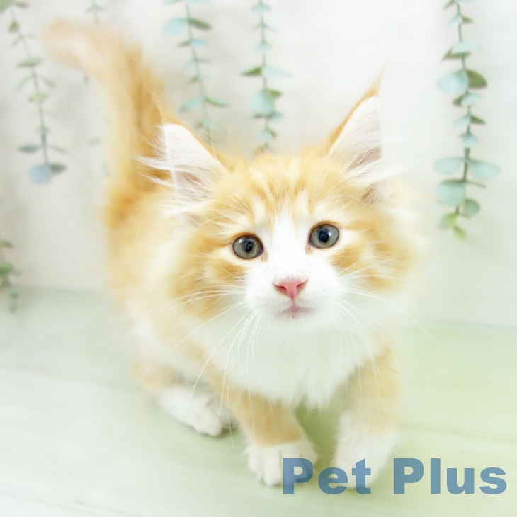 ノルウェージャンフォレストキャットの写真2