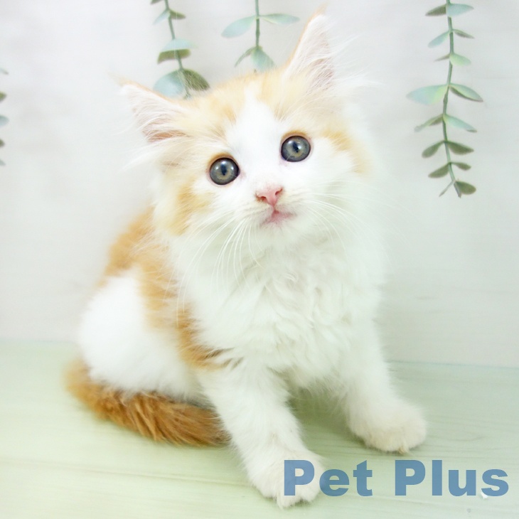 ノルウェージャンフォレストキャット