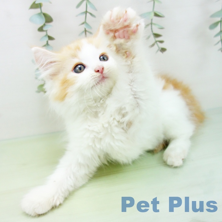 ノルウェージャンフォレストキャットの写真2