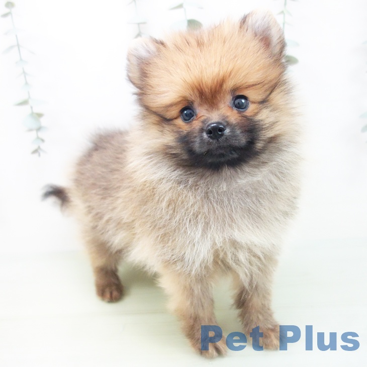 岐阜県のポメラニアン (ペットプラス光ケ丘店/2025年6月20日生まれ/男の子/オレンジ)の子犬の1枚目の画像
