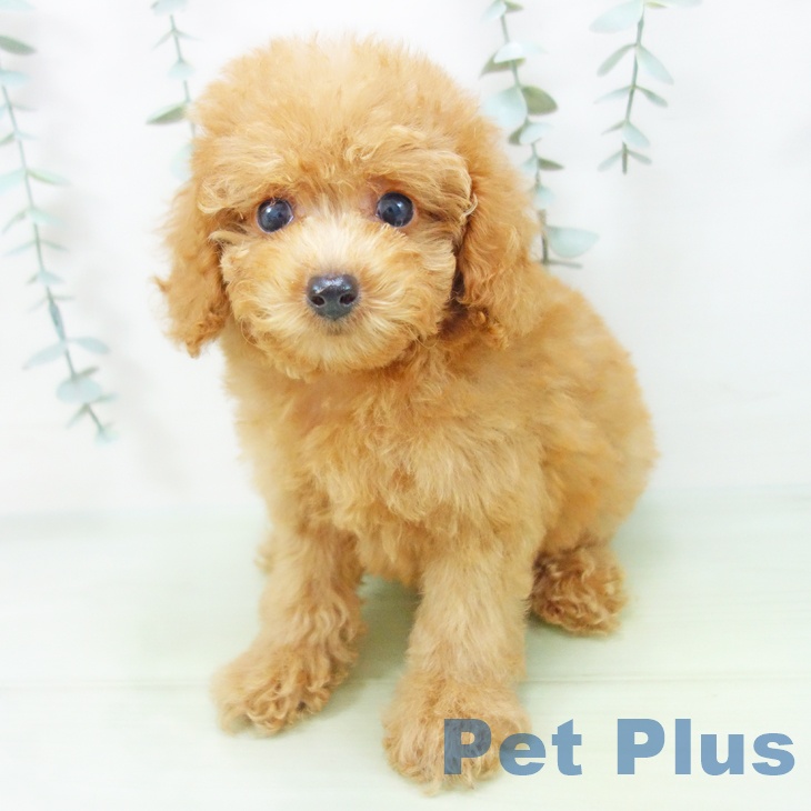 岐阜県のトイプードル(トイ) (ペットプラス各務原店/2025年6月27日生まれ/女の子/レッド)の子犬