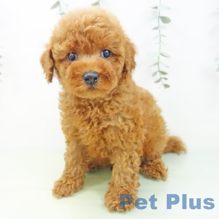 岐阜県のトイプードル(トイ) (ペットプラス各務原店/2025年6月23日生まれ/男の子/レッド)の子犬