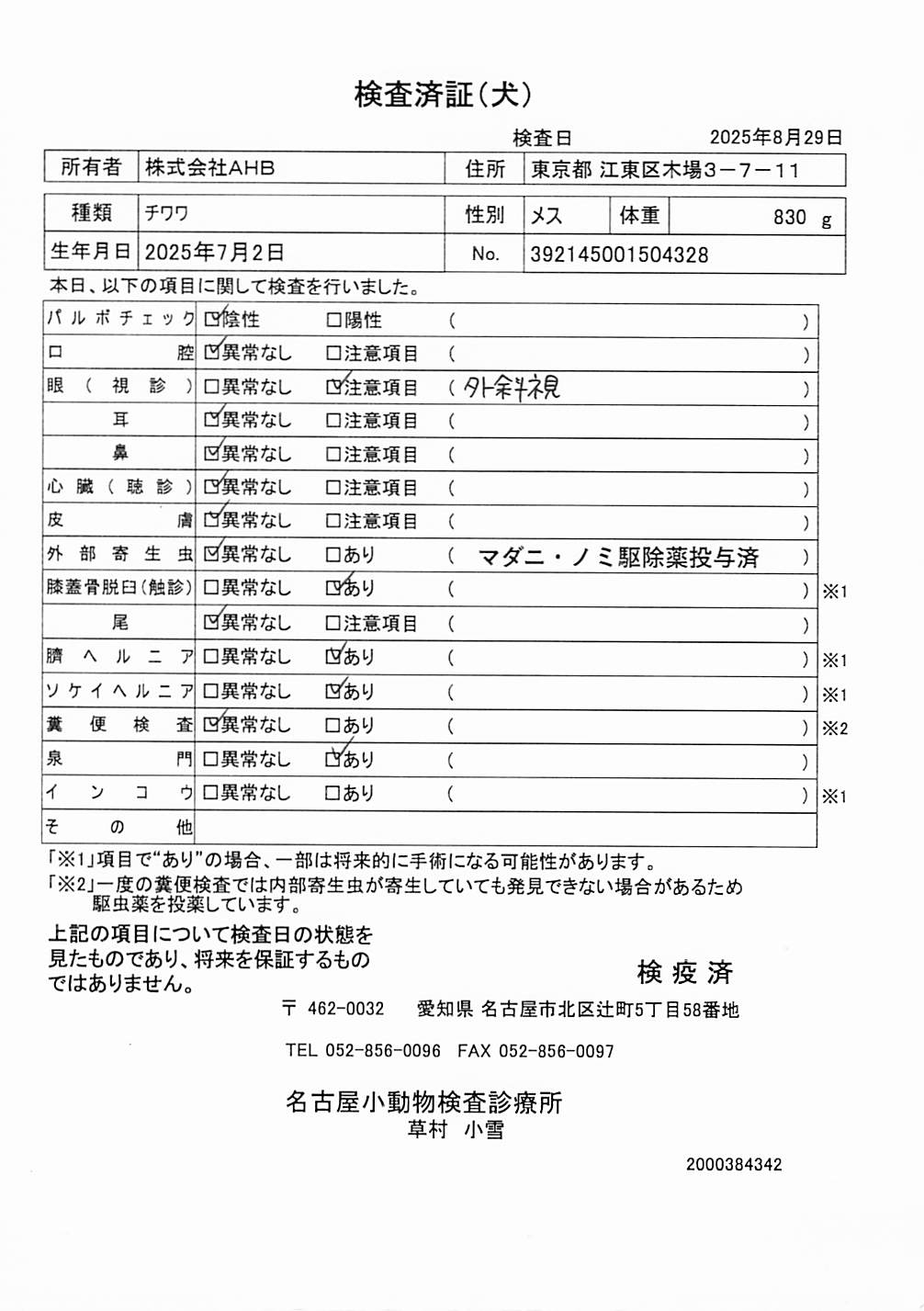 チワワ