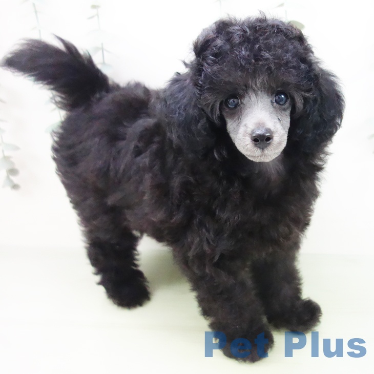 愛知県のトイプードル(トイ) (ペットプラス熱田店/2025年6月30日生まれ/女の子/グレー)の子犬の1枚目の画像