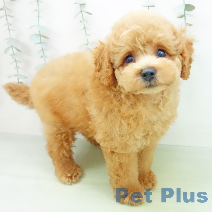 三重県のトイプードル(トイ) (ペットプラス鈴鹿店/2025年7月6日生まれ/男の子/レッド)の子犬の1枚目の画像